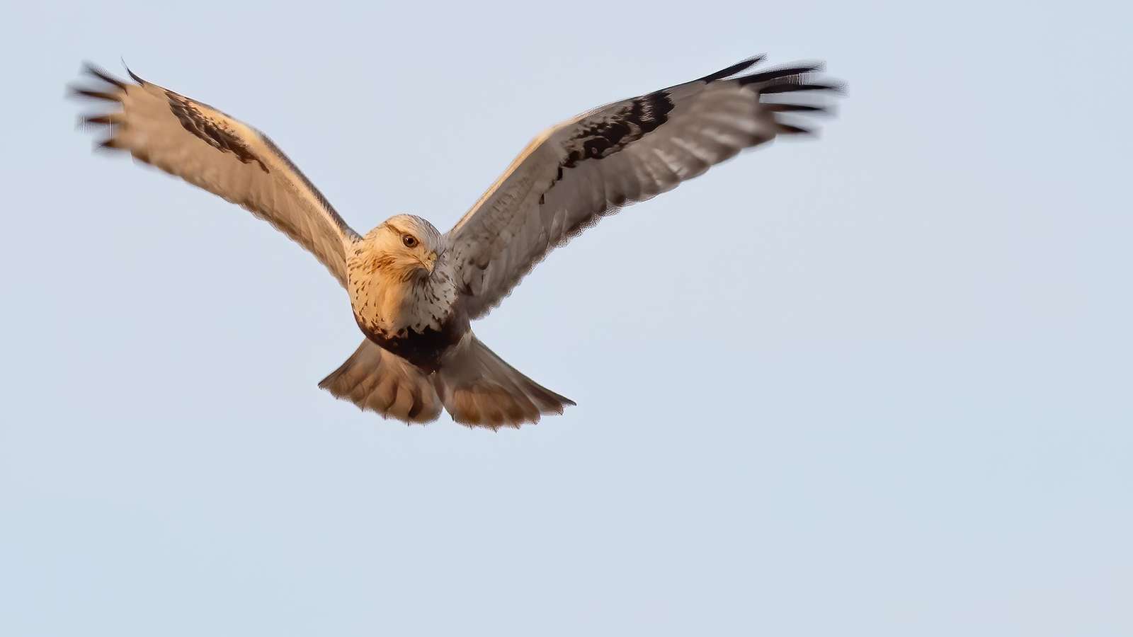learn the art of bird photography boyer learn the art of bird photography boyer