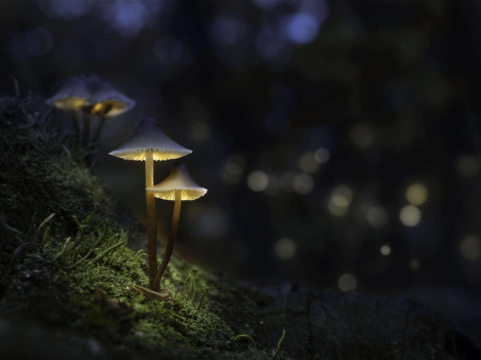 lighted mushrooms