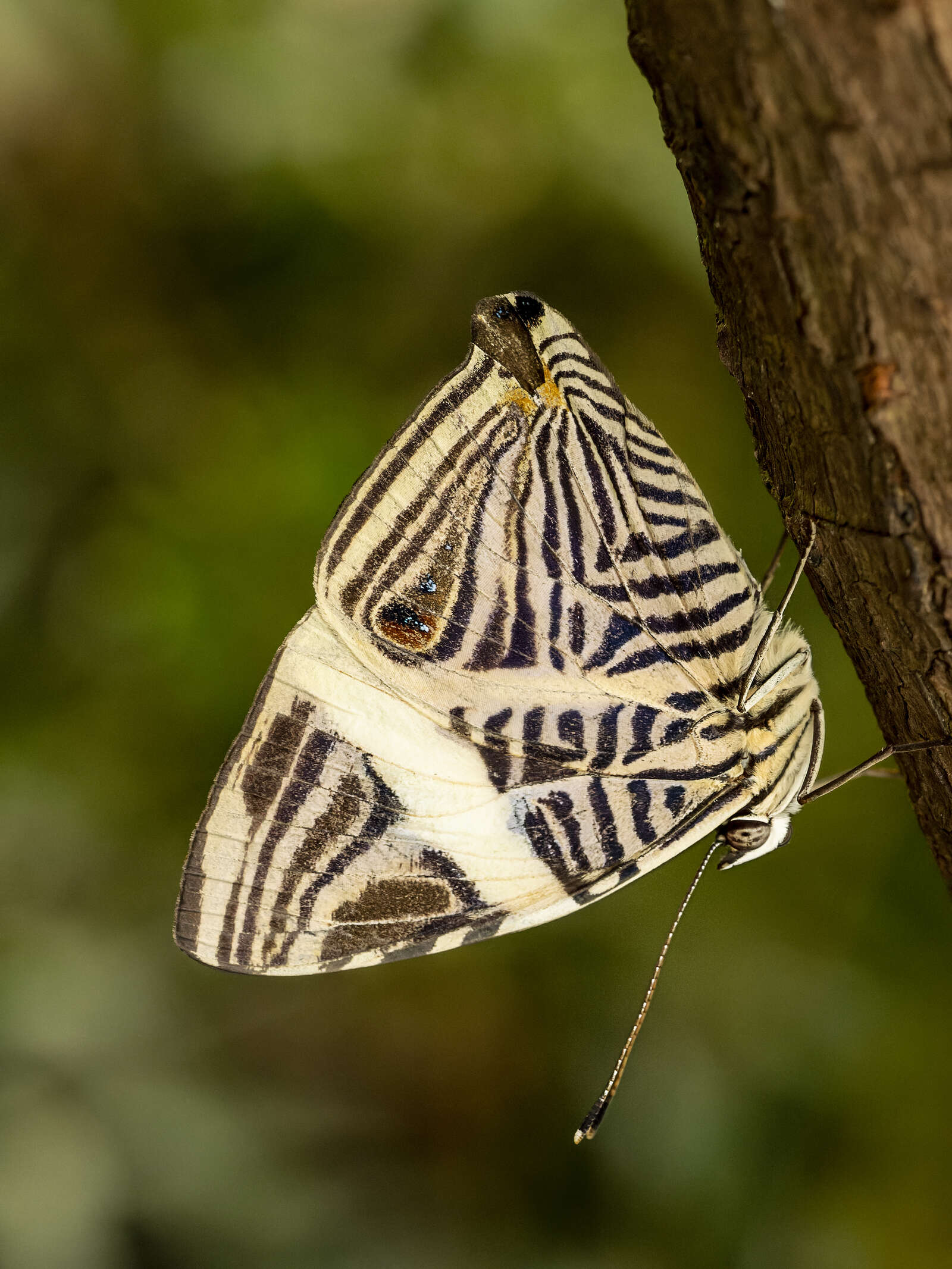 11 Tips for Photographing Butterflies OM SYSTEM