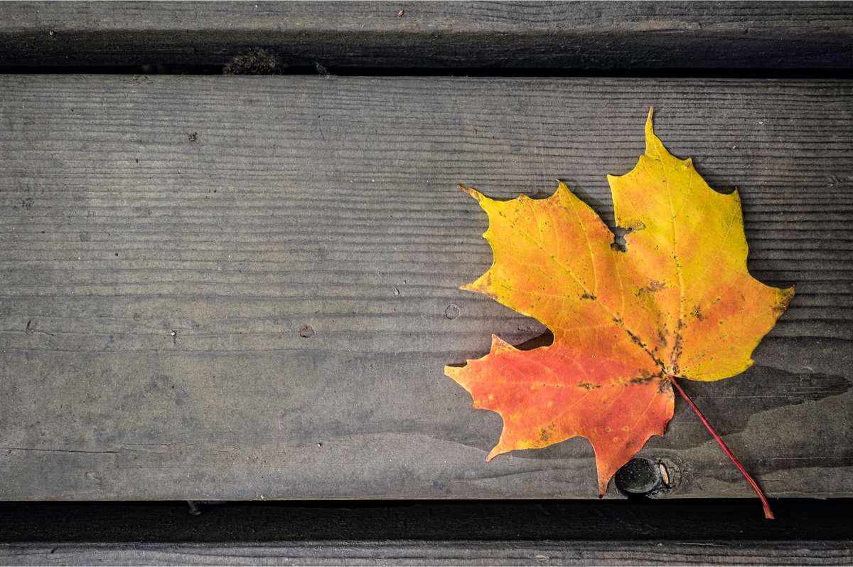 Leaf on Wood
