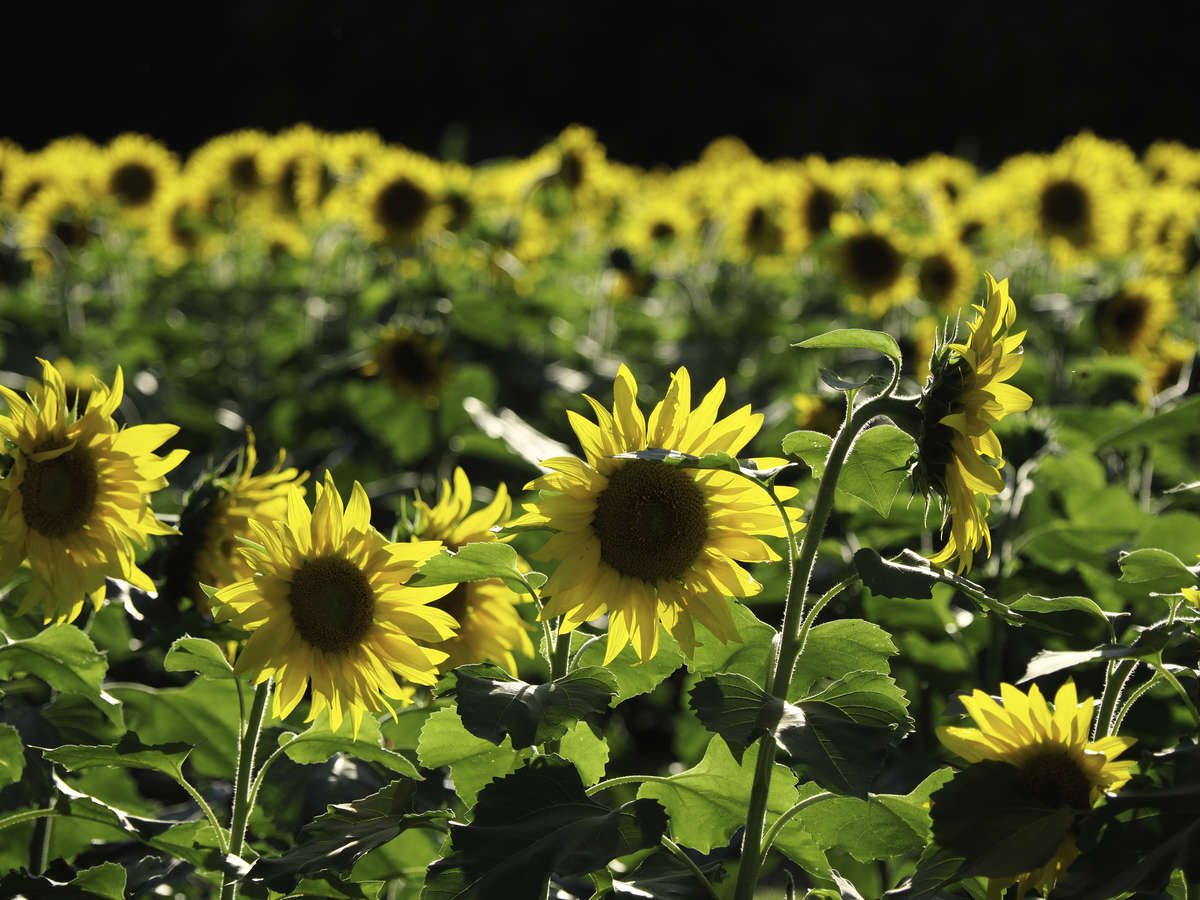 Sunflower field close up