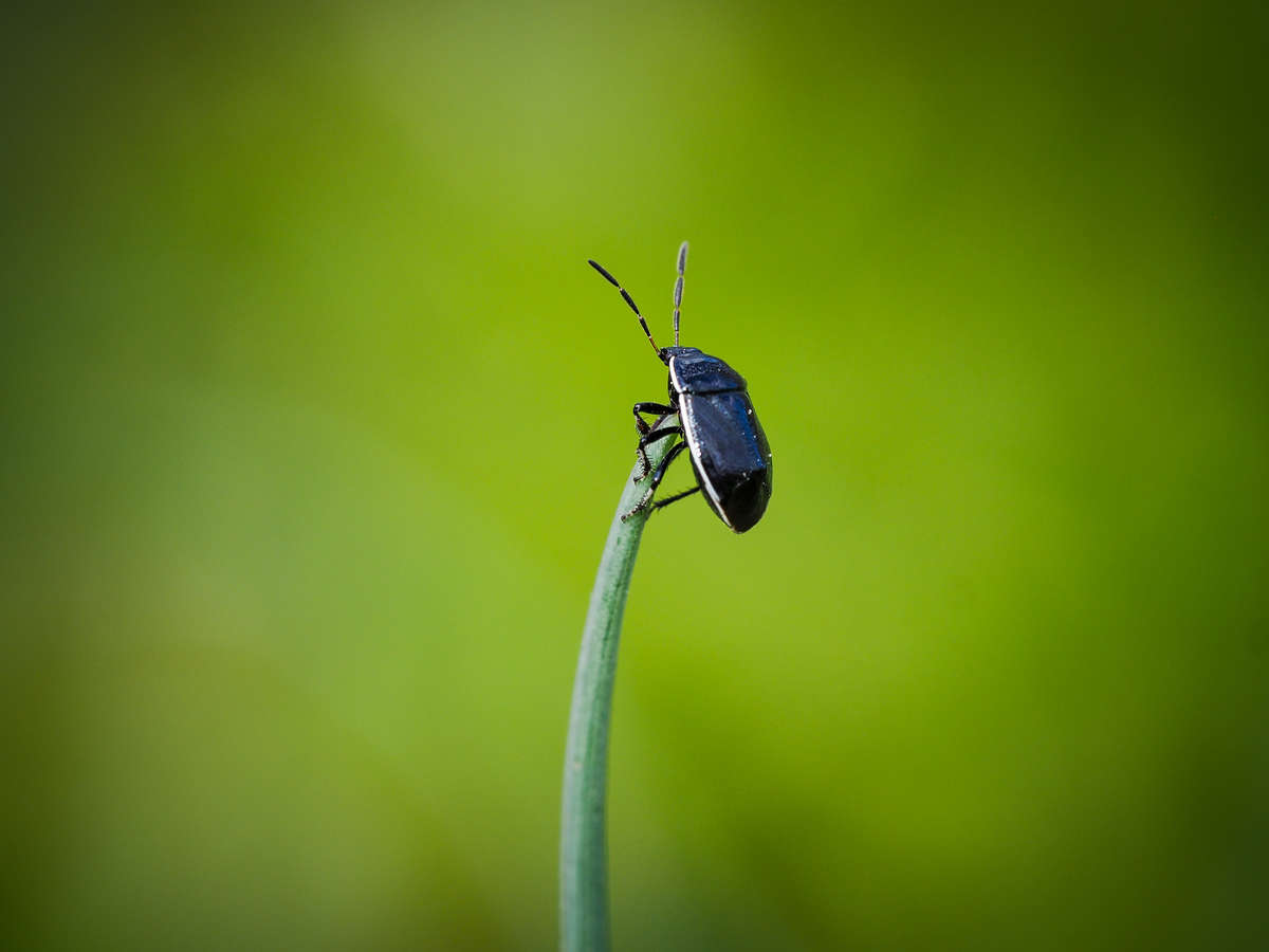 Insect on a blade of grass