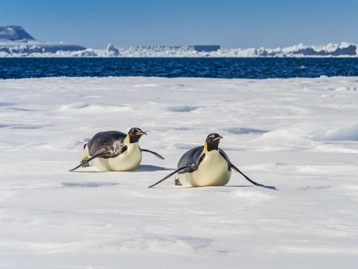 Penguins Sliding on Stomachs