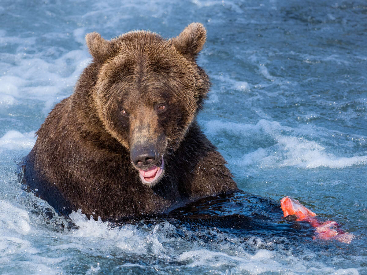 Art Lefo Bear in River