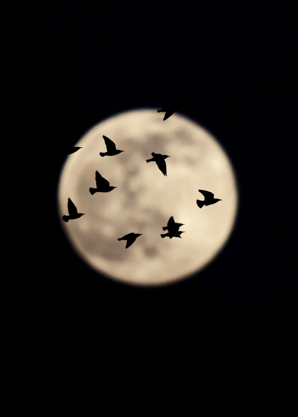 Starlings against the moon