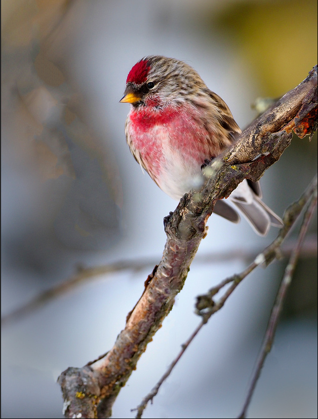   Common Red Poll