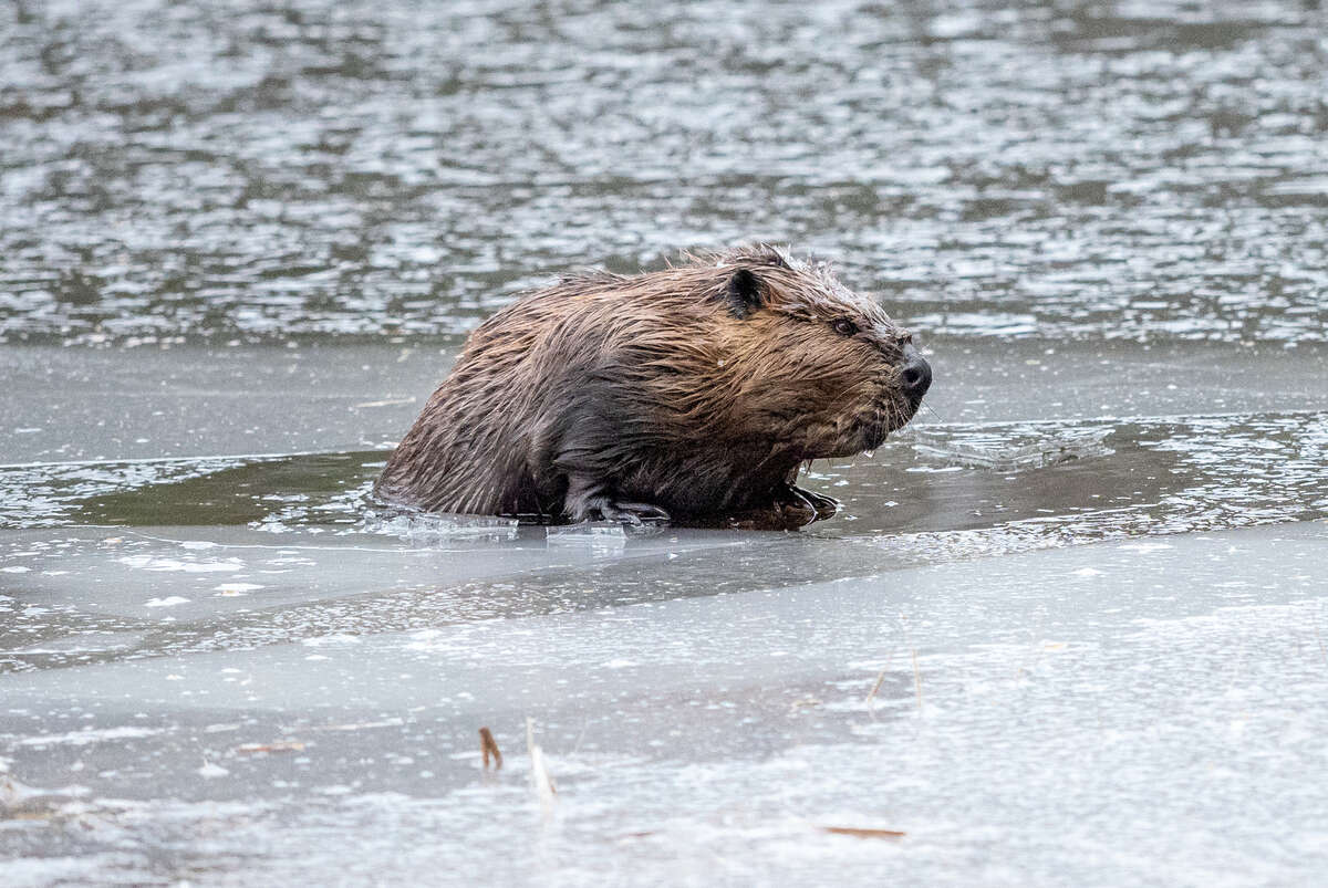 Beaver on Ice