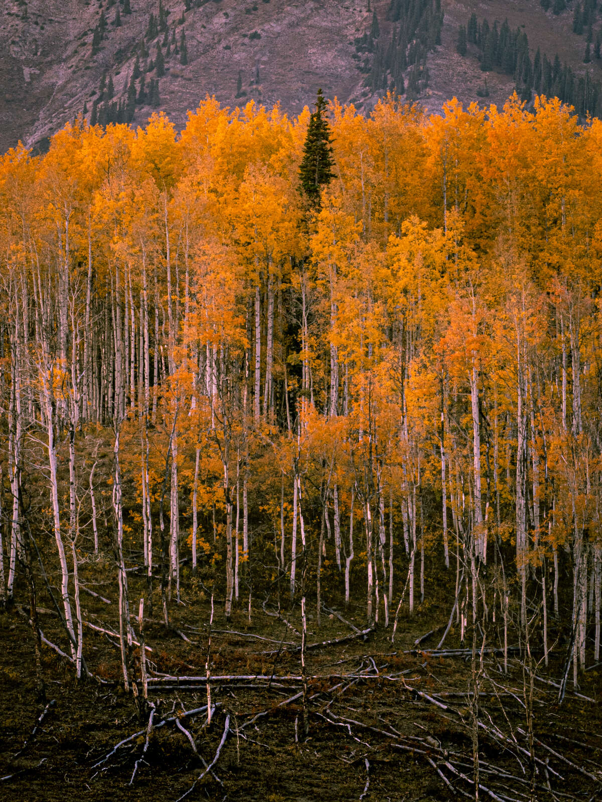 Aspen Trees