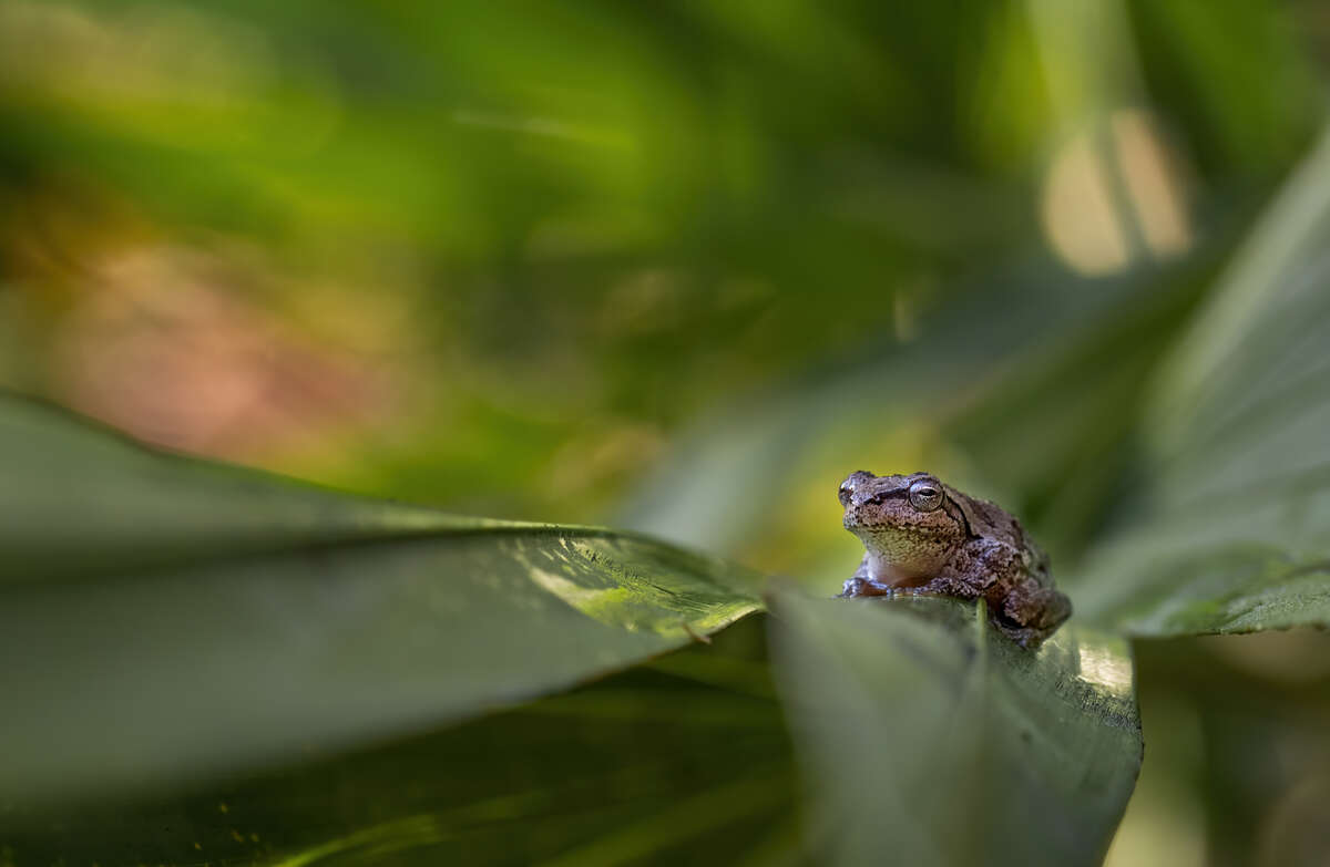 Pine Forest Tree Frog