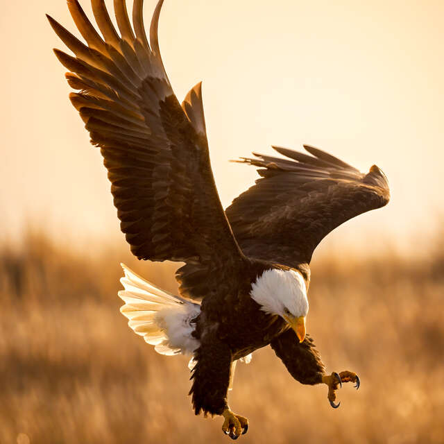 Bald Eagle