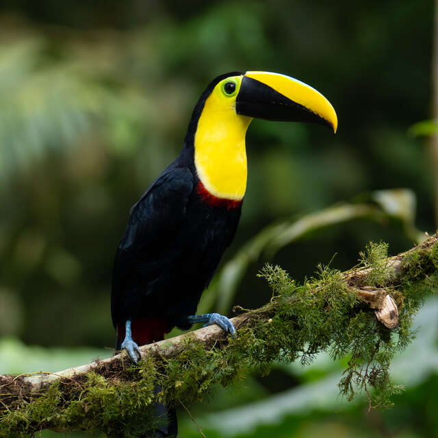 bird