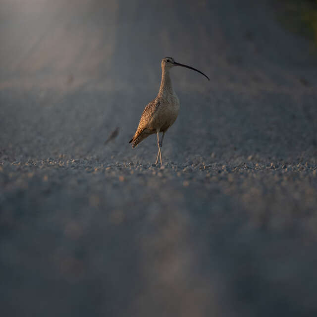 long billed curlew