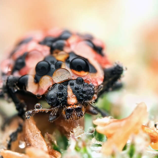 Ladybug with Water Droplet