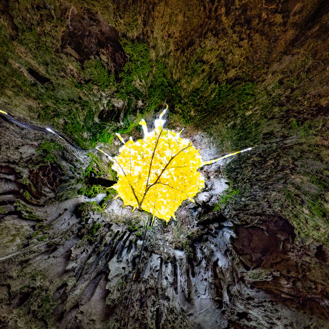 Abstract View Through Tree Stump