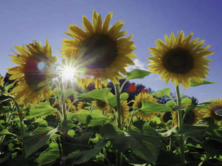 Sunflower sunburst 3 flowers