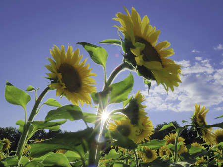 Sunflower sunburst