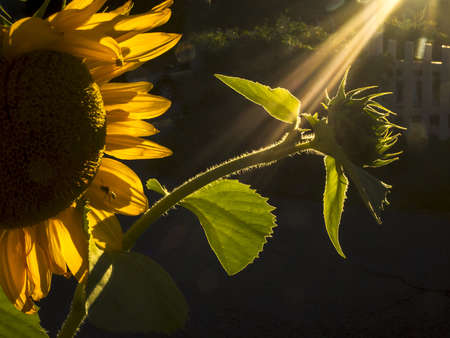 Sunray Sunflower