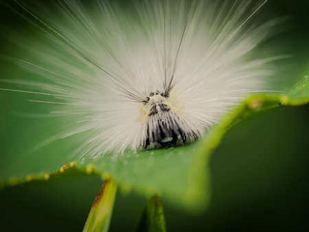 Fluffy Caterpillar