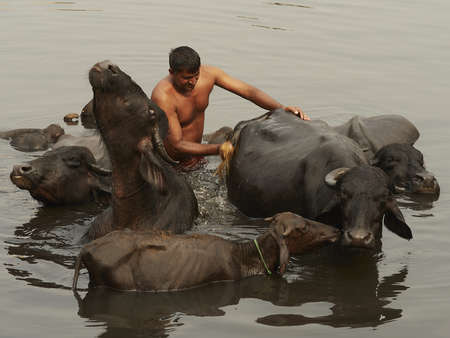 Bathing cows