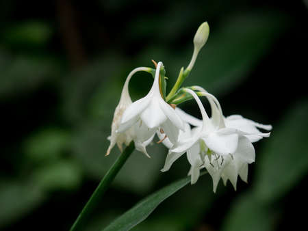 white flower green bg