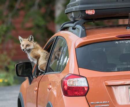 Fox in Car