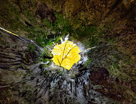 Interior of tree stump looking up