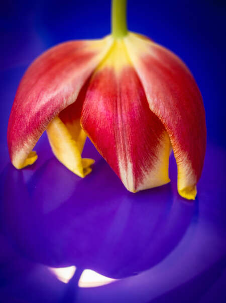 Wilted Tulip