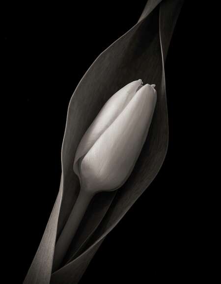 Budding Tulip