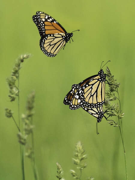 Mating butterflies