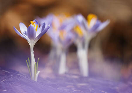 Purple crocus flowers soft glow