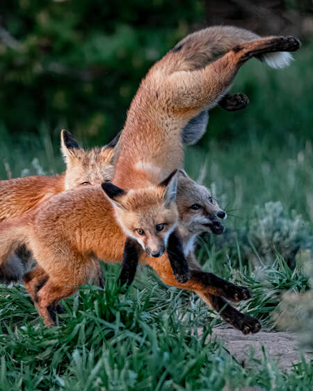 Fox Kits Playing
