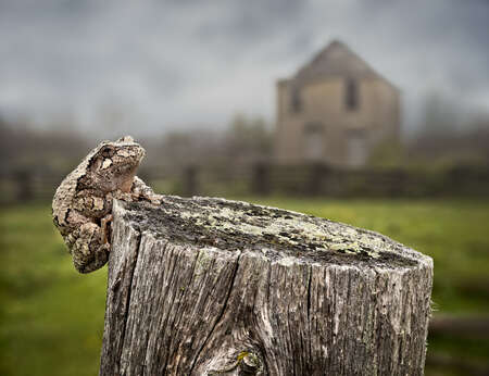 Frog on Tree Stump