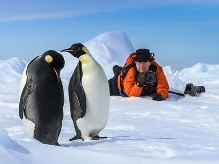Penguins Being Photographed by Ralph Lee Hopkins