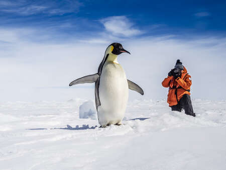 Penguin Being Photographed by Ralph Lee Hopkins