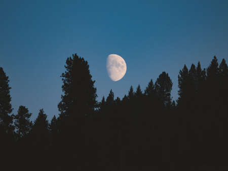 Moon Over Trees
