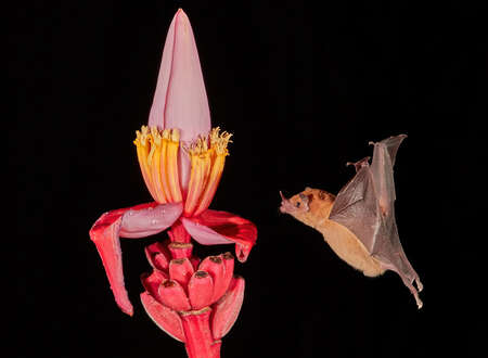 Bat and Flower