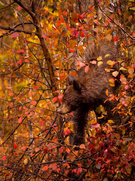 Bear with Autumn Foliage