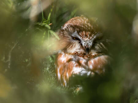 Owl in woods