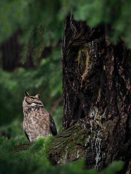 Owl near Tree