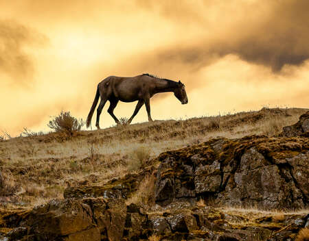 Horse in Montana