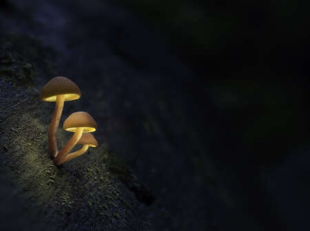 creating glowing mushrooms