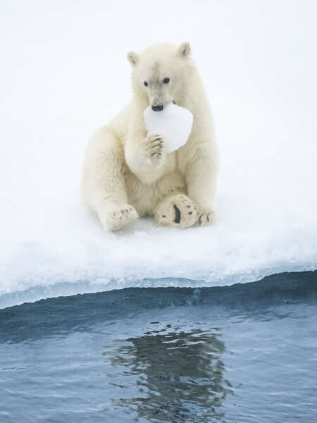 cub eating ice