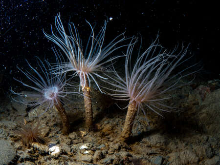 Tiny tube anemones in the High Canadian Arctic excitedly reaching up to feed in the water column 