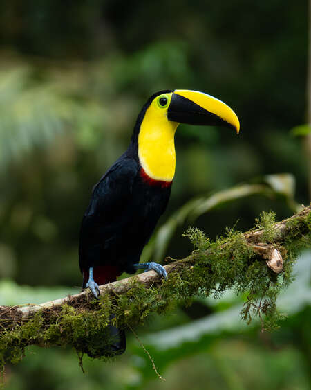 bird