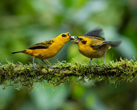 birds