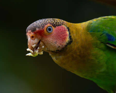 parrot