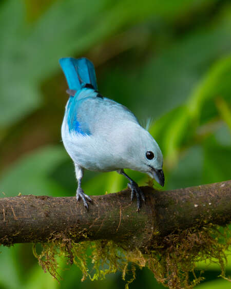 bird