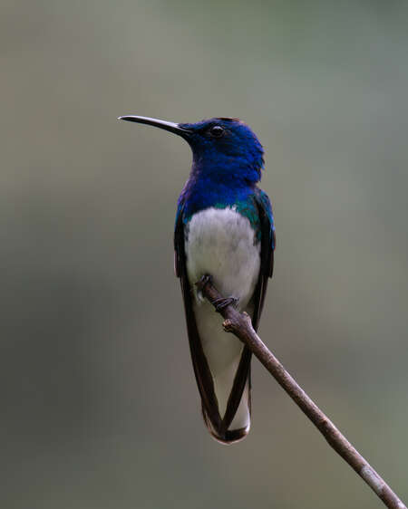 bird on branch