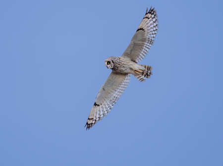owl