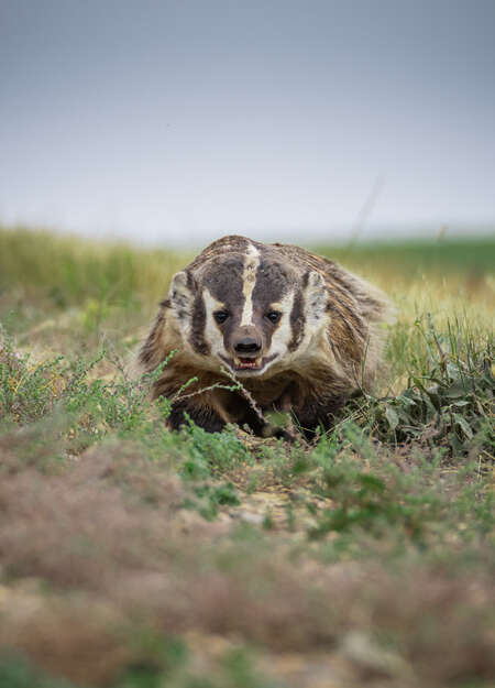 american_badger